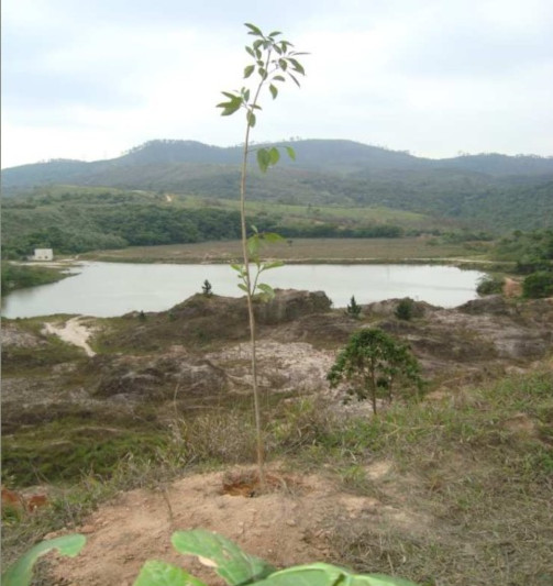 Padrão de mudas plantadas